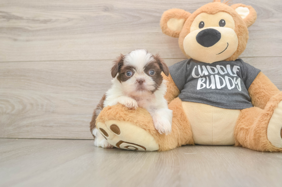 5 week old Shih Tzu Puppy For Sale - Fairfield Furbabies
