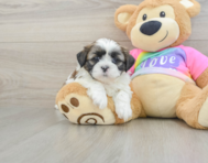 5 week old Shih Tzu Puppy For Sale - Fairfield Furbabies