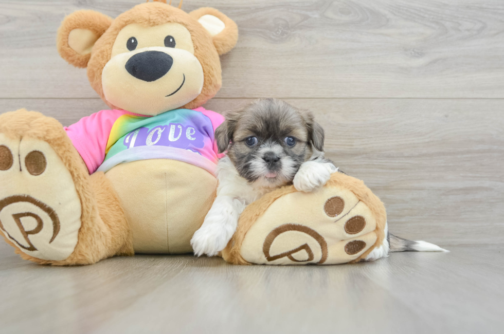 5 week old Shih Tzu Puppy For Sale - Fairfield Furbabies