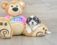 5 week old Shih Tzu Puppy For Sale - Fairfield Furbabies