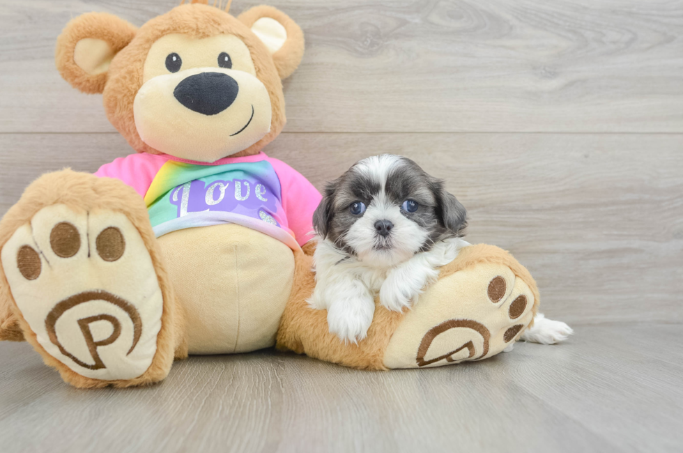 5 week old Shih Tzu Puppy For Sale - Fairfield Furbabies