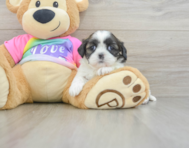 5 week old Shih Tzu Puppy For Sale - Fairfield Furbabies