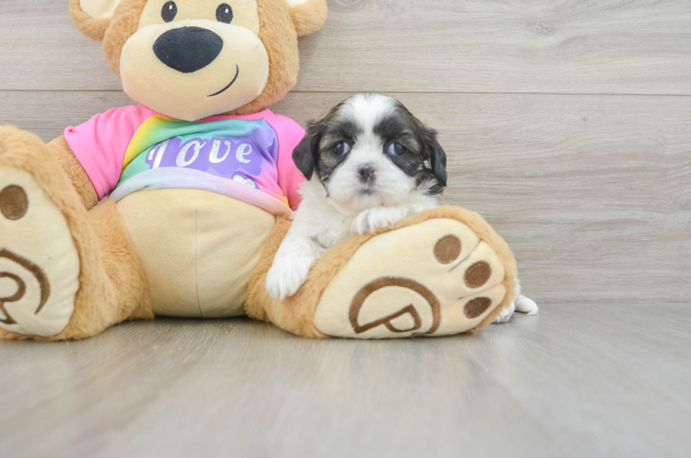 5 week old Shih Tzu Puppy For Sale - Fairfield Furbabies