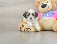 5 week old Shih Tzu Puppy For Sale - Fairfield Furbabies