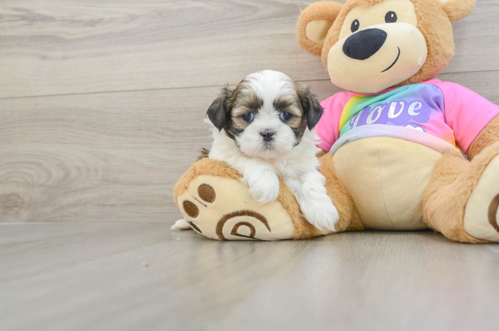 5 week old Shih Tzu Puppy For Sale - Fairfield Furbabies