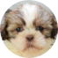 Shih Tzu Puppies For Sale - Fairfield Furbabies Shih Tzu Puppies For Sale - Fairfield Furbabies