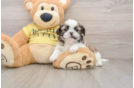 Shih Tzu Pup Being Cute