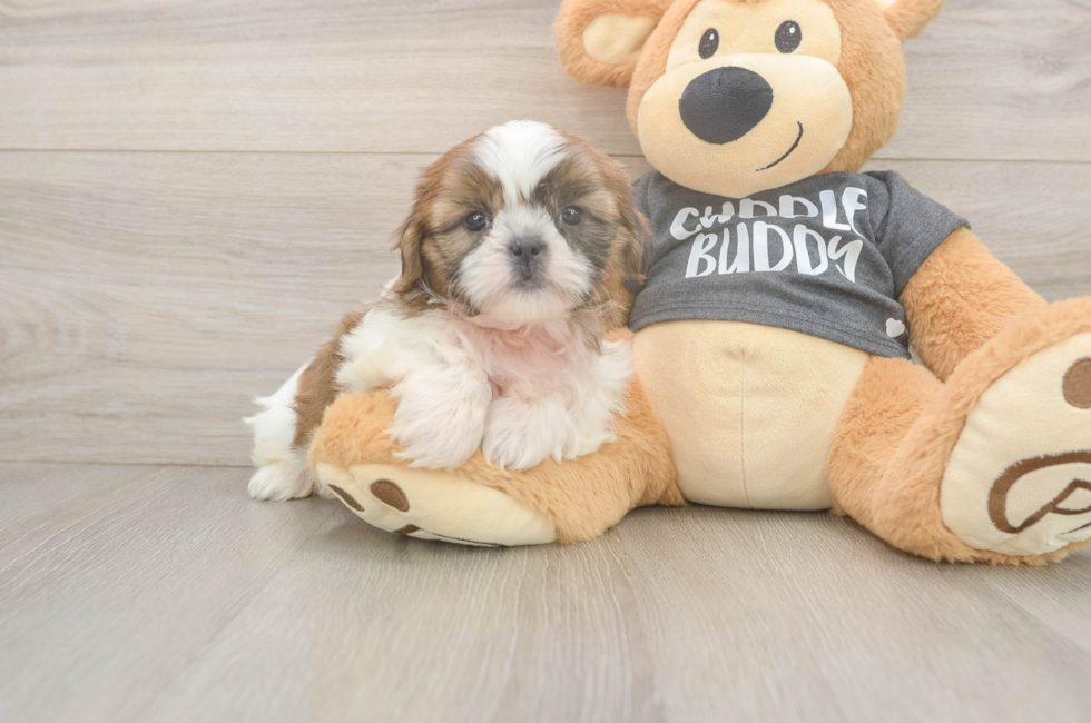 6 week old Shih Tzu Puppy For Sale - Fairfield Furbabies
