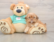 6 week old Shih Tzu Puppy For Sale - Fairfield Furbabies