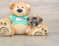 6 week old Shih Tzu Puppy For Sale - Fairfield Furbabies
