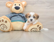 6 week old Shorkie Puppy For Sale - Fairfield Furbabies