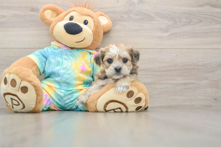 Sweet Shorkie Baby