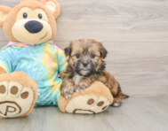 9 week old Shorkie Puppy For Sale - Fairfield Furbabies