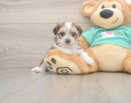 6 week old Shorkie Puppy For Sale - Fairfield Furbabies