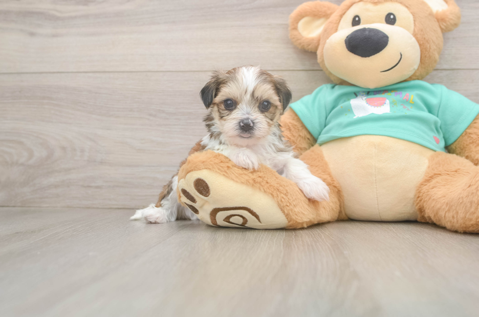 6 week old Shorkie Puppy For Sale - Fairfield Furbabies