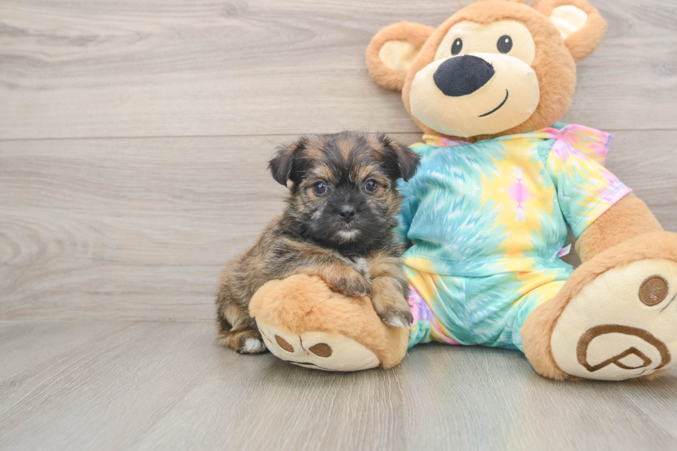 Shorkie Puppy for Adoption