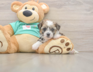 6 week old Shorkie Puppy For Sale - Fairfield Furbabies