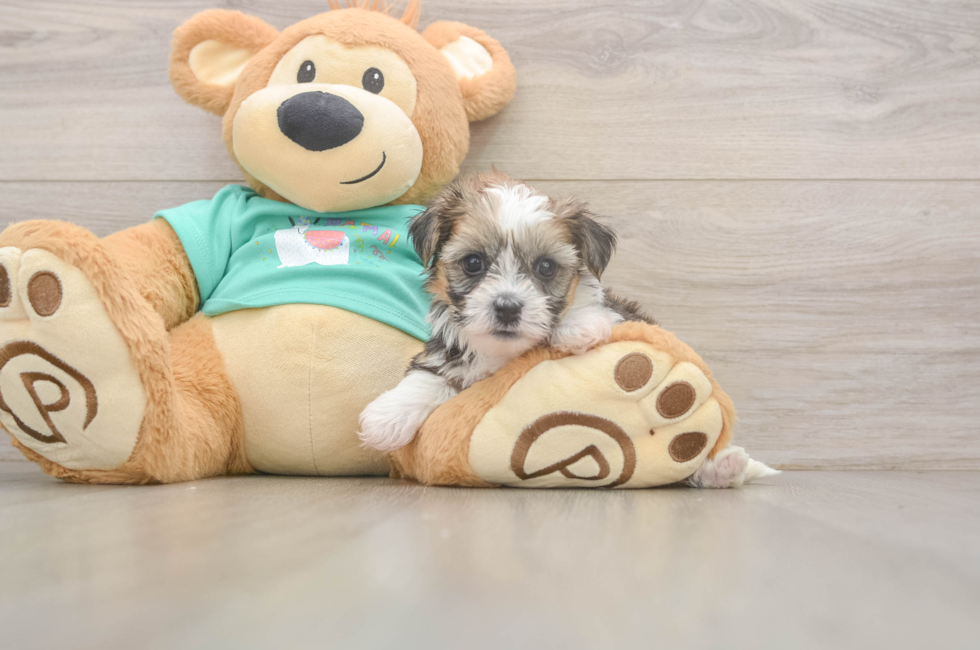 6 week old Shorkie Puppy For Sale - Fairfield Furbabies
