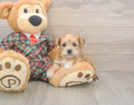 6 week old Shorkie Puppy For Sale - Fairfield Furbabies