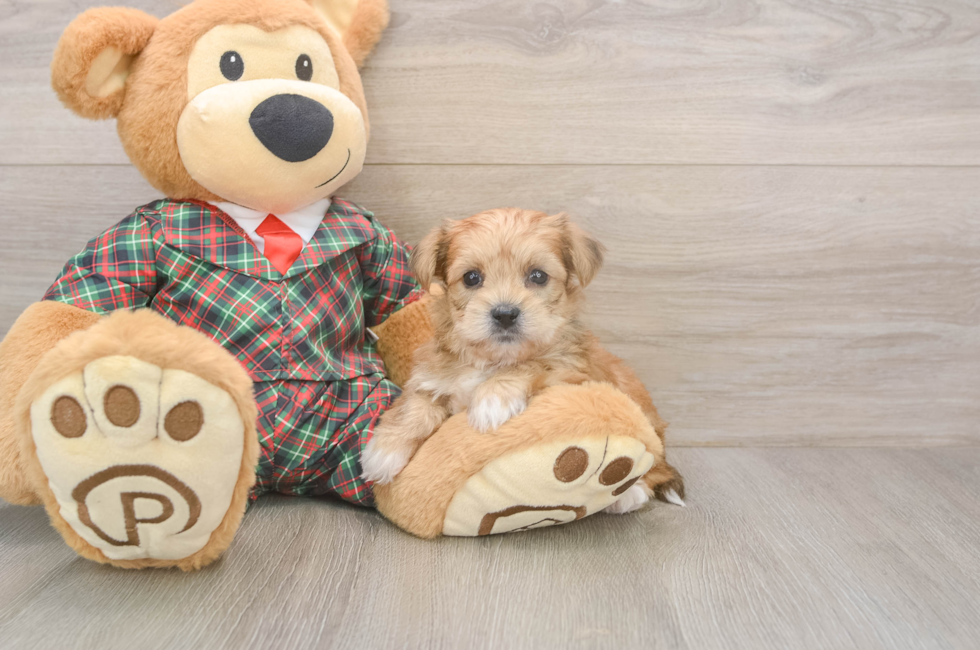 6 week old Shorkie Puppy For Sale - Fairfield Furbabies