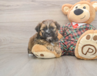 6 week old Shorkie Puppy For Sale - Fairfield Furbabies