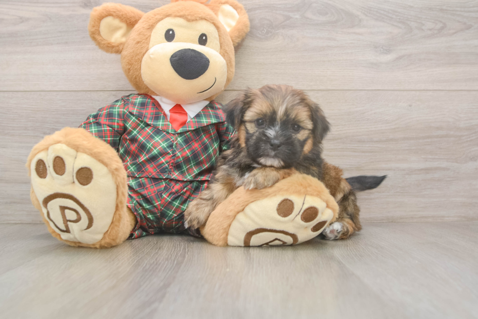 Popular Shorkie Designer Pup