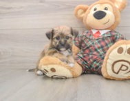 6 week old Shorkie Puppy For Sale - Fairfield Furbabies