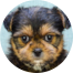 Shorkie Puppies For Sale - Fairfield Furbabies Shorkie Puppies For Sale - Fairfield Furbabies