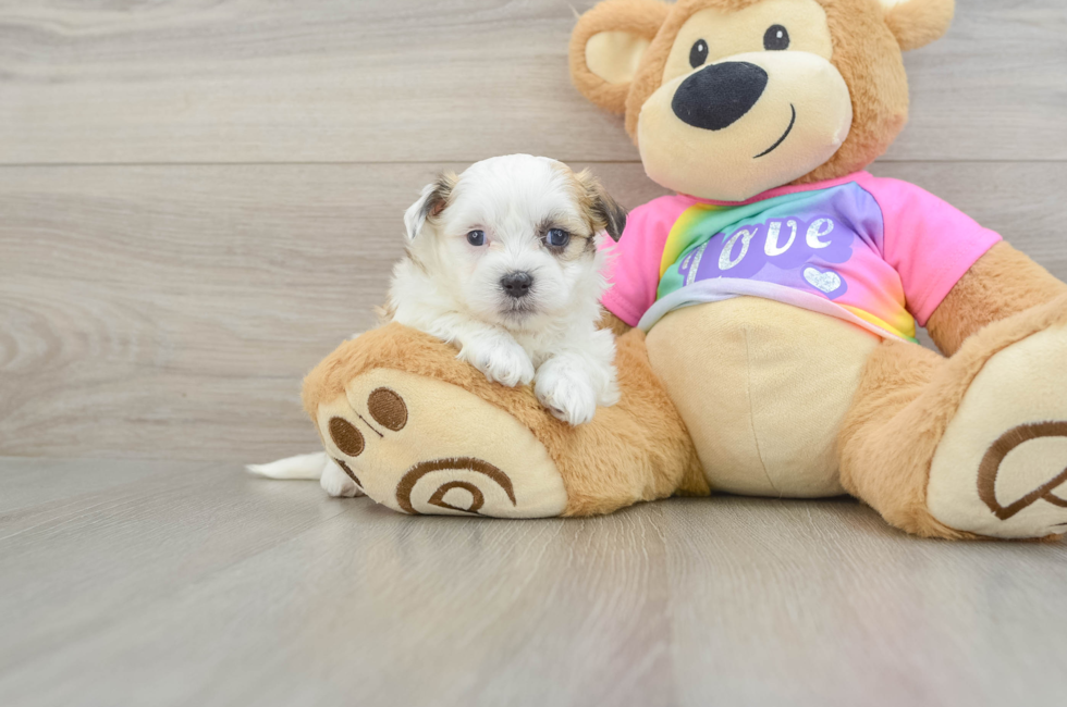 5 week old Teddy Bear Puppy For Sale - Fairfield Furbabies