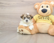 5 week old Teddy Bear Puppy For Sale - Fairfield Furbabies