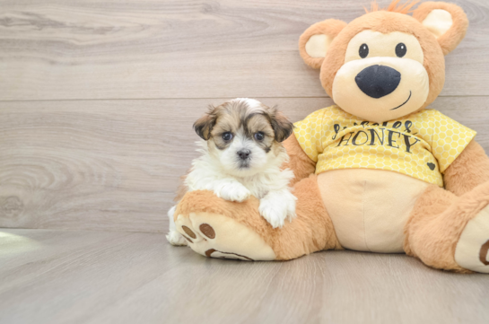 Best Teddy Bear Baby