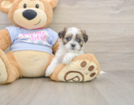 9 week old Teddy Bear Puppy For Sale - Fairfield Furbabies