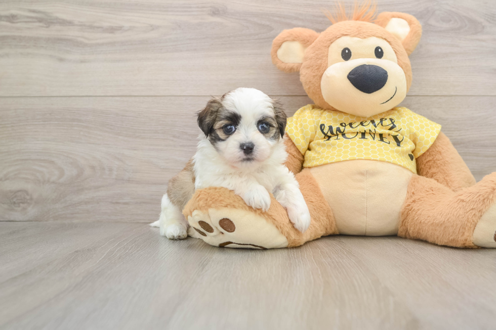 Small Teddy Bear Baby