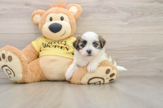 Teddy Bear Puppy for Adoption