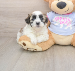 7 week old Teddy Bear Puppy For Sale - Fairfield Furbabies