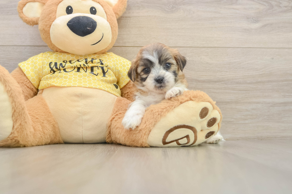 Teddy Bear Pup Being Cute