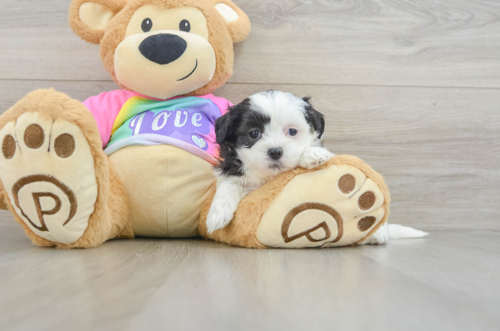 5 week old Teddy Bear Puppy For Sale - Fairfield Furbabies