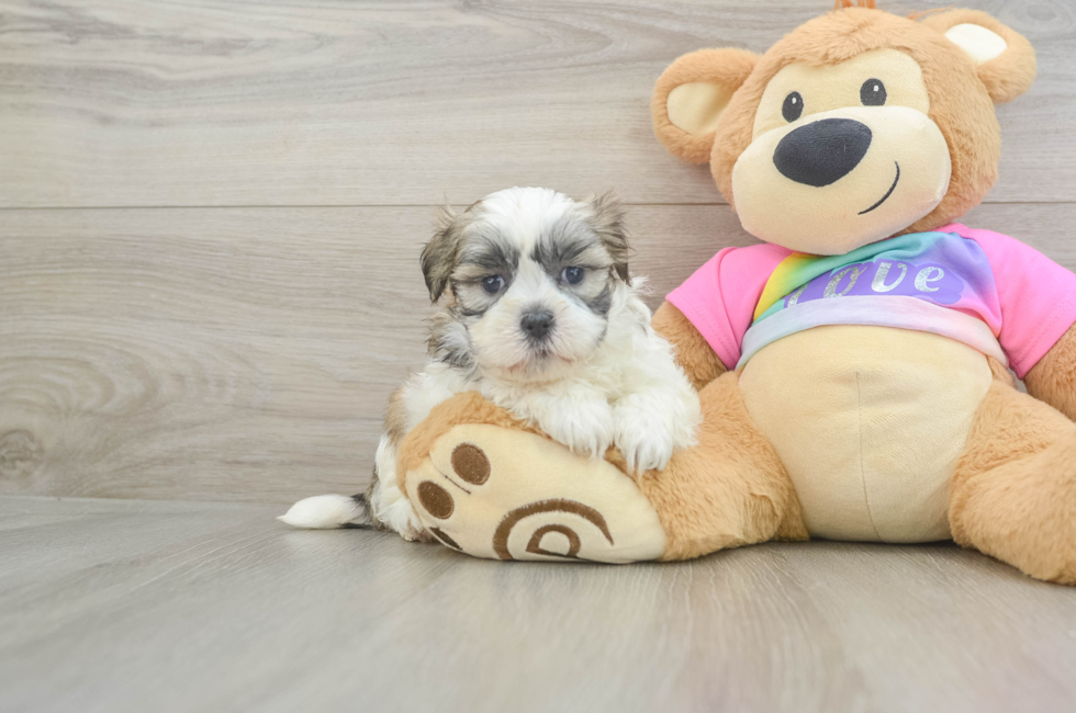 6 week old Teddy Bear Puppy For Sale - Fairfield Furbabies