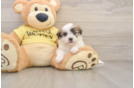 Teddy Bear Puppy for Adoption
