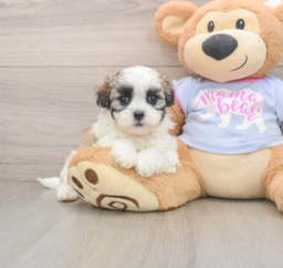 7 week old Teddy Bear Puppy For Sale - Fairfield Furbabies