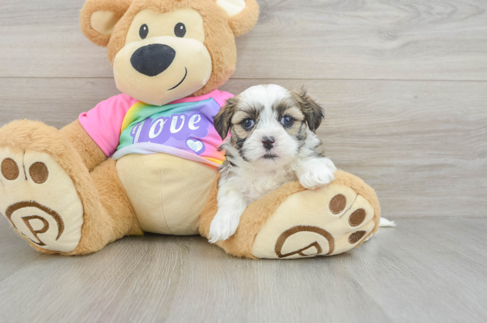 5 week old Teddy Bear Puppy For Sale - Fairfield Furbabies