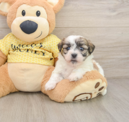 7 week old Teddy Bear Puppy For Sale - Fairfield Furbabies