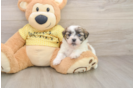 Teddy Bear Puppy for Adoption