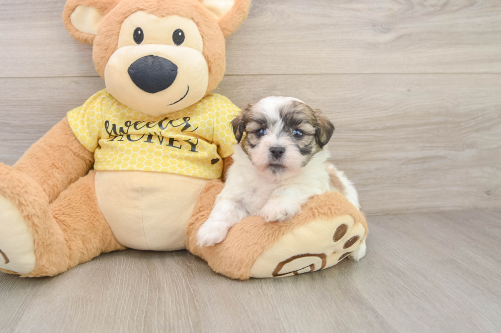Teddy Bear Puppy for Adoption