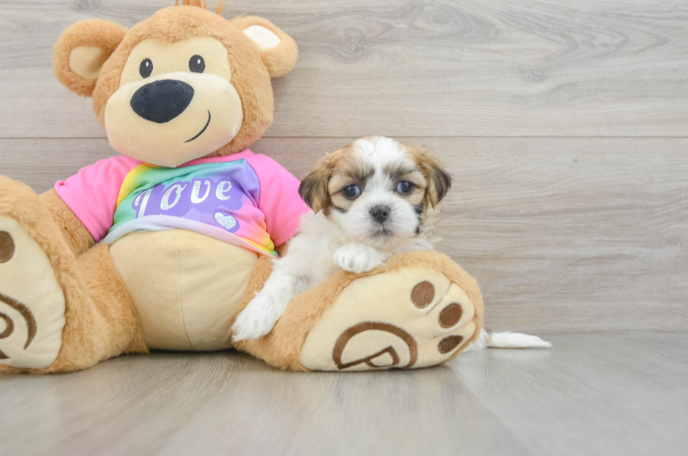 5 week old Teddy Bear Puppy For Sale - Fairfield Furbabies