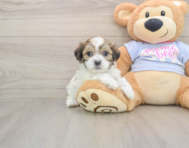 9 week old Teddy Bear Puppy For Sale - Fairfield Furbabies