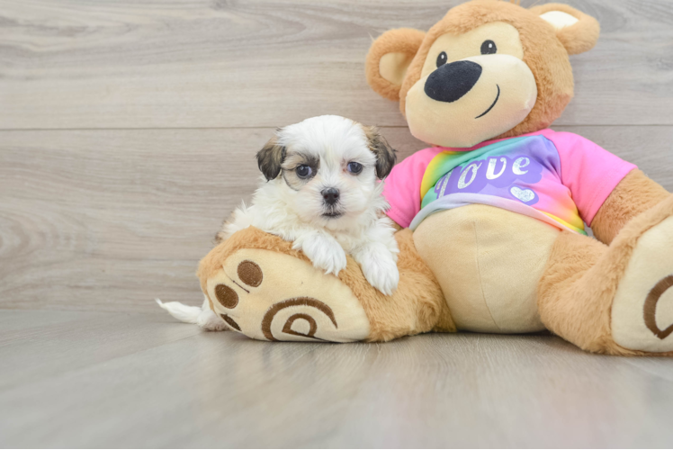 Hypoallergenic Shit Designer Puppy