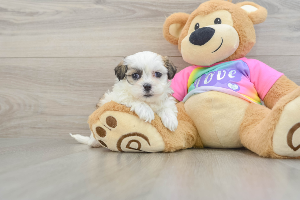 Hypoallergenic Shit Designer Puppy