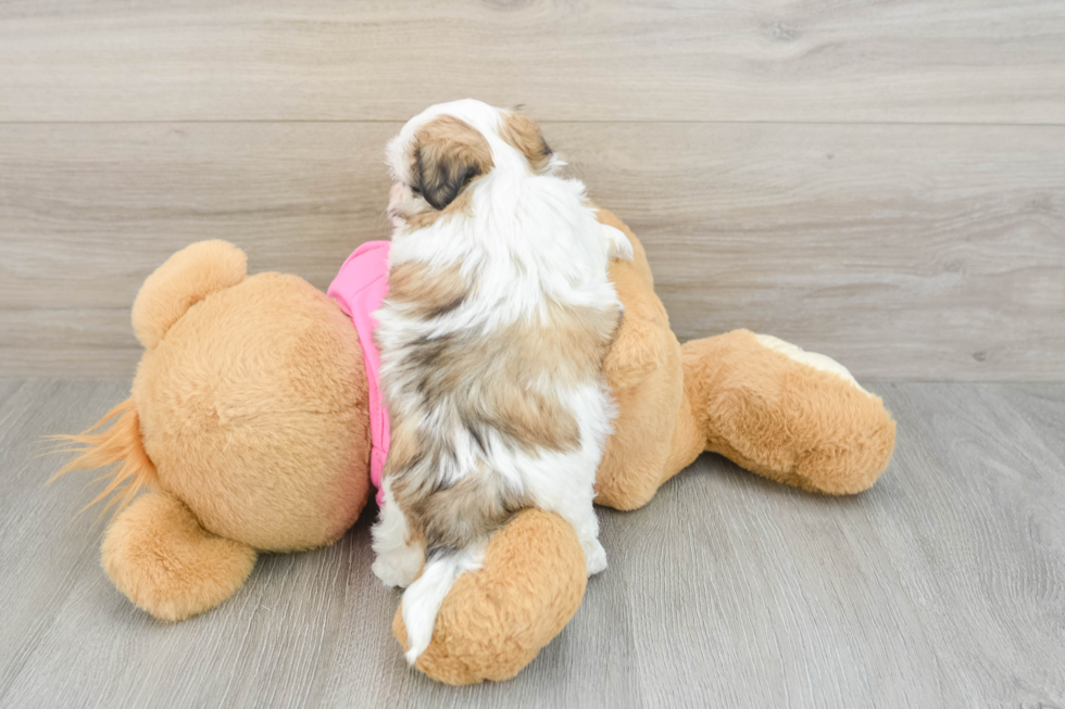 Fluffy Teddy Bear Designer Pup