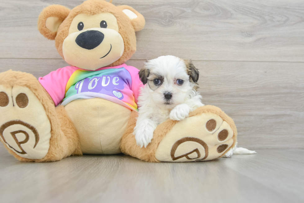 Playful Shit Designer Puppy